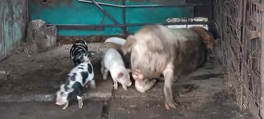 забой свиней: Продаю | Свинья (самка), Хряк (самец), Поросенок | Крупная белая, Дюрок | На забой, Для разведения | Племенные