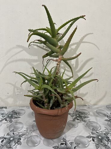 Otaq bitkiləri: Dibçək gülləri Çoxlu növdə dipcək gülləri var. Çatdırılma var — 13