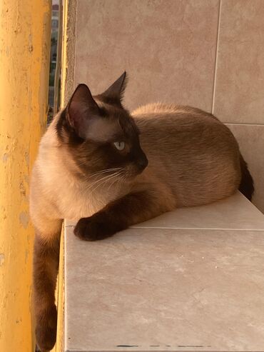 Pişiklər: Şinşilla -da lalafo.az — 24 Pişiklər: Şinşilla — 24