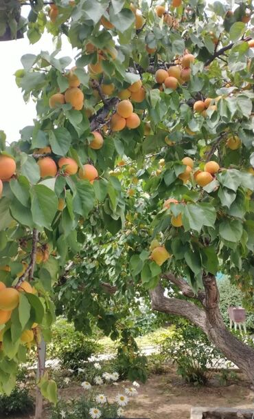 Отели и хостелы: Продается мини отель в городе Чолпон Ата.Отель построен на 2 участках — 10