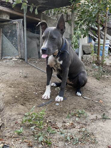 İtlər: Pitbul, 5 ay, Dişi, Peyvəndli, Ünvandan götürmə lalafo.az -da İtlər: Pitbul, 5 ay, Dişi, Peyvəndli, Ünvandan götürmə