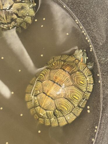 Другие животные: Красноухие черепашки,самые низкие цены,разным размеров и — 16