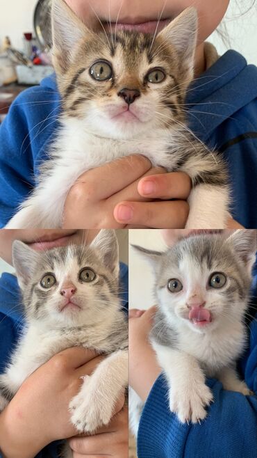 русская голубая кошка баку: 4 котенка в добрую любящую семью . Бесплатно . Баку ( Маштага
