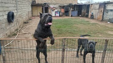 İtlər: Kane-Korso — 7