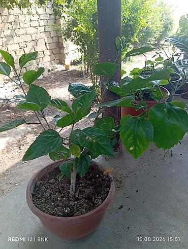 otaq arakesmeleri: Qırmızı hibiskus (Hibiscus rosa‑sinensis) saksı bitkisi - Rəng — 2