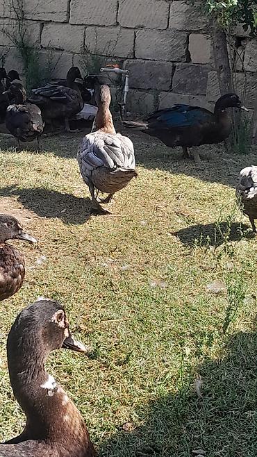 Kənd təsərrüfatı quşları: Salam, her vaxtiniz xeyir, Allah her kesin malina bereket versin,10 — 1