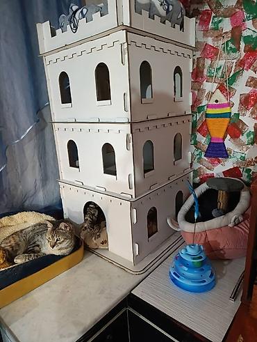 Другие услуги: Здравствуйте 🌿 Зоогостиница «Мурляндия» принимает только домашних — 13