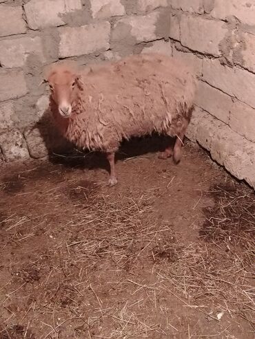 Qoyunlar, qoçlar: Dişi, il: 1