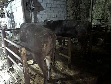 Продам с/х животных: Продаю | Корова (самка) | Для разведения | Привязанные — 2