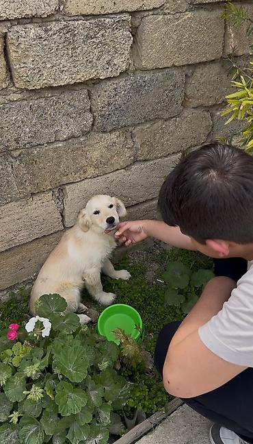itlerin pulsuz verilmesi: Retriever, 5 ay, Erkək, Pulsuz çatdırılma — 1