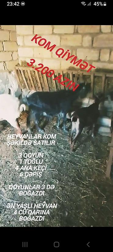 mal qara: Qiymət sondu aşağı salınmayacaq fikiei cidi şəxslər zəng etsin — 1