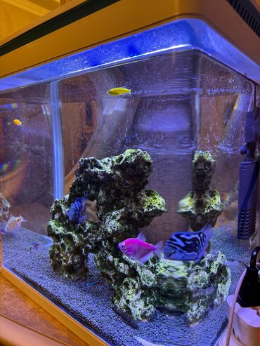akvarium ve baliqlar: Akvarium satılır. *Akvariumun kənarları ovaldı,gözəl görüntü verir