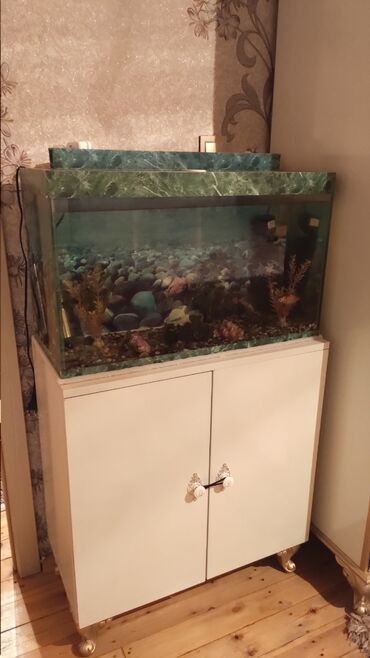 аквариум: Akvarium satılır ölçüsü uzunluq 70 sm en 30 sm hündürlük 42 sm su