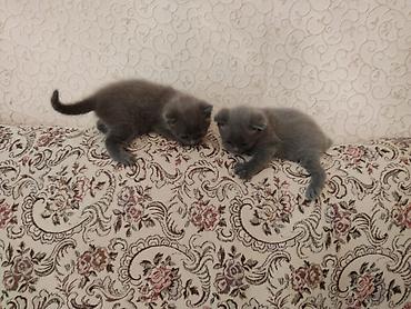 Pişiklər: Britaniya cins pişiyi - Zərif, tükü qısa və ipək kimi boz rəngdə - — 5