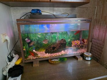 İşlənmiş akvarium satılır – 49 AZN Ölçü: 25×70×40 sm (70l.) Grunt