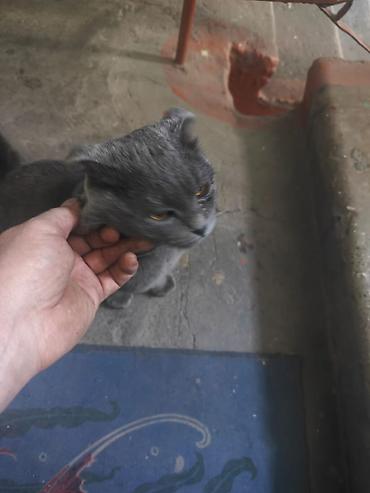 Скотиш Фолд (Шотландская вислоухая), 1 год, Мальчик, Серый