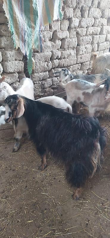 inek alqi satqisi: Məhsul: Kəpiş sürüsü Təsvir: - 28 baş kəpiş, dişi və ərkək — 3