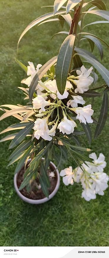 Другие садовые цветы и кустарники: ОЛЕАНДР 
ОЛЕАНДРЫ

Олеандр деревья 

саженцы 3х голичные

детки — 16