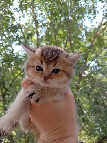 котята сибирской кошки купить: 💛 Золотые шотландские котята ищут любящие семьи 💛 Предлагаются к — 3
