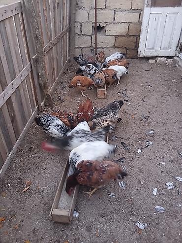 tap.az danalar: 21 ededdi yumurtlayanida var biri 12manata — 1