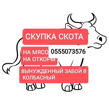 каровы садовое: Сатып алам | Уйлар, букалар, Жылкылар, аттар, Башка а/ч жаныбарлары | Күнү-түнү, Бардык шартта, Союлган