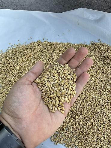 кант кукуруза: 🌾 Продаётся озимый ячмень «Виват» — 1-я репродукция КФХ «Таштан» — 3