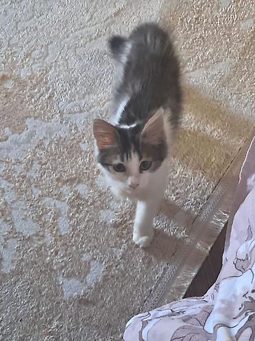 Кошки: 4 aylıq pişik balasına,cinsi qızdır, xeyirxah sahib axtarırıq.Masya — 3