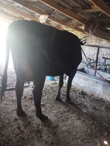 резиновые маты для коров: Продаю | Корова (самка) | Для разведения, Для молока