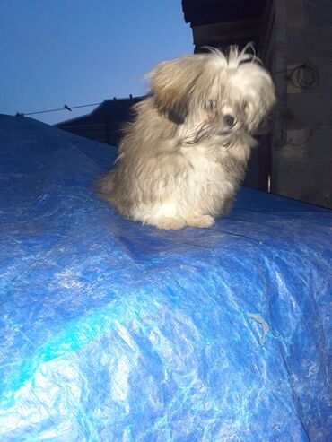 İtlər: Pekines, 2 ay, Dişi, Ödənişli çatdırılma — 2