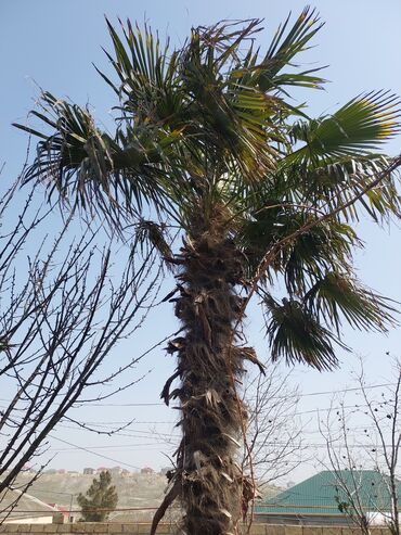 Otaq bitkiləri: Palma ağacı vaşinqton (razılaşma yolu ile)