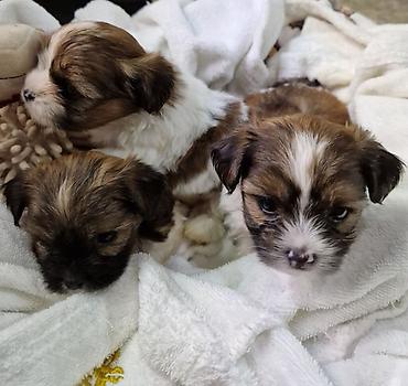 Продажа собак: ПРОДАЮТСЯ ЩЕНКИ ШИ-ТЦУ!!! 3 мальчика и 2 — 14