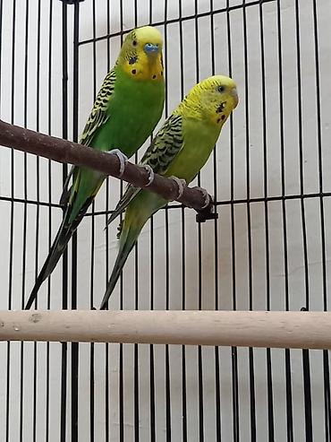 мал кой: Продаётся пара волнистых попугаев 🦜💚 Молодая, здоровая и активная — 2