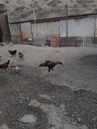 Xoruzlar: Məhsul: Xoruz (yerli döyüş/əsilzadı tipli) Təsvir: - Uzun bədənli — 9