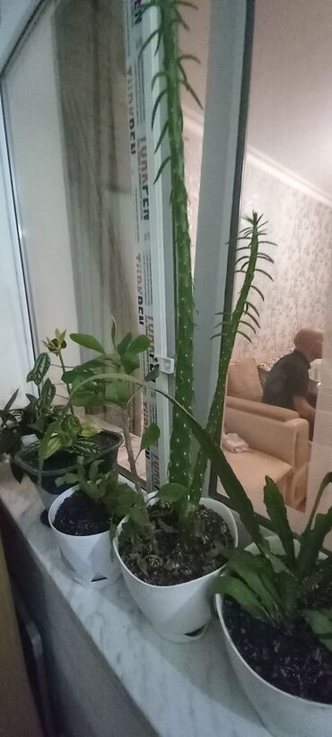 Otaq bitkiləri: 6-30 aznə qiymətlər mövcuddur — 4