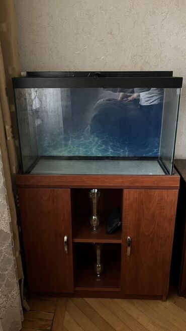 компрессор для аквариума бишкек: Salam akvarium satilir altligiynan 70cm x 30cm x 45cm 100litr