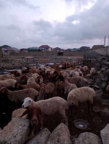 Qoyunlar, qoçlar: Dişi, il: 5, 55 kq, Ətlik, Ünvandan götürmə — 8