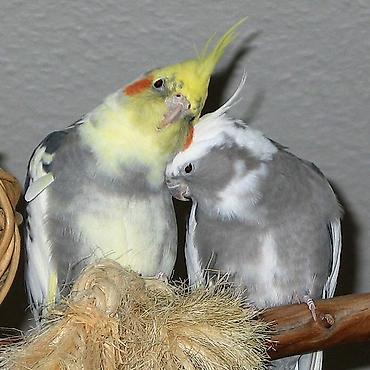 Попугаи: Corella popuqaylar satilir 12 ededir . Sağlam quşlardı — 1