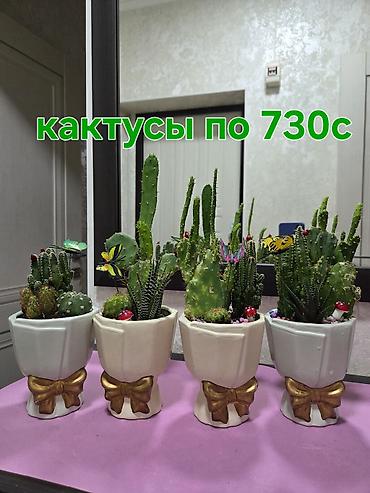 Аглаонемалар: Комнатные растения в горшках. - Подборка неприхотливых растений — 9