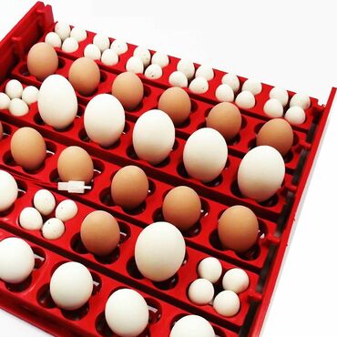 yumurta latok: 50 yumurta, Fabrik istehsalı, Tam avtomat, Bütün növ quşlaq üçün