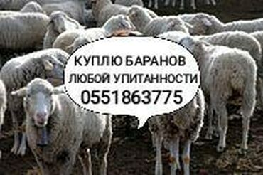 куплю баранов оптом in Кыргызстан | КУПЛЮ С/Х ЖИВОТНЫХ: Куплю | Бараны, овцы | На забой, на мясо