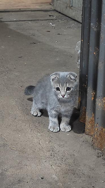 котенок вислоухая: Скотиш Фолд (Шотландская вислоухая), 2 месяца, Девочка — 4