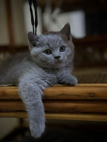 котенок: Котенок скотиш страйт родился 22 мая к лотку приучен кушает