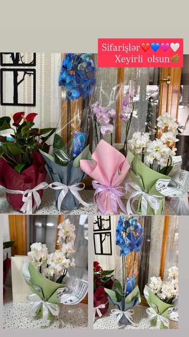 Otaq bitkiləri: Spathiphyllum 25-40azn kalanxoe 10azn mavi orxideya 45azn mədinə