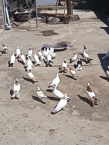 at satisi azerbaycan: Qiymət 17 manatdan deyilir kom satılır hansı bala yumurta üstündədir — 3