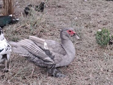 Quş: Salam lal ördəklər satılır .Fərələr 25 xoruzlar 35 azn .Fərələr — 13