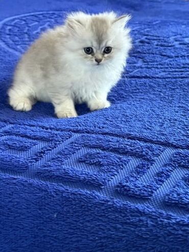 Pişiklər: Şinşilla, Erkək, Dişi, Ünvandan götürmə — 6