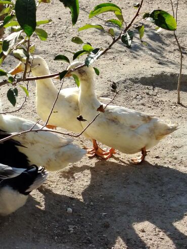 Digər quşlar: Sadəcə ağlar ördəkkər satılır 6 aylıqdır — 3