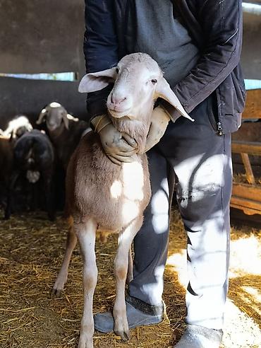 Баран, овца: Продаю | Баран (самец) | Для разведения | Племенные — 6