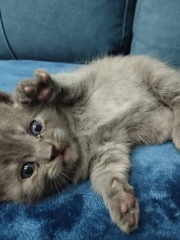 Продажа кошек: Британская короткошёрстная, 1 месяц, Мальчик, Голубой, Метис, Приучена к лотку — 4