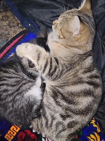 Отдам даром кошку: Котята, окрасы: бело-серый, серо-полосатый (табби). Возраст примерно — 5